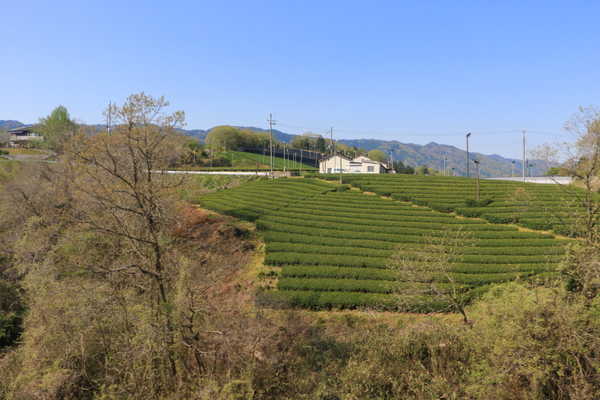 宇治茶畑