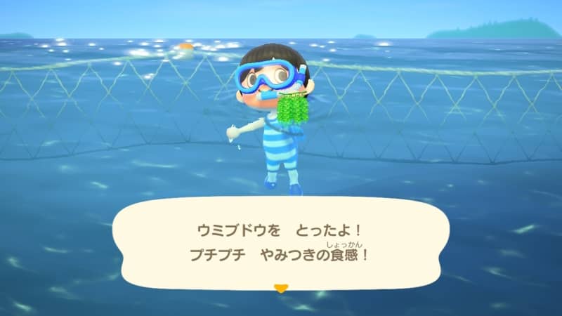 ウミブドウ採った